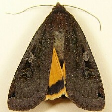 Noctua pronuba