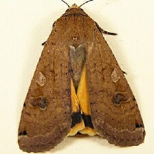 Noctua pronuba