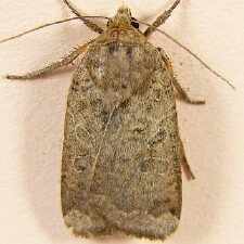 Abagrotis alternata