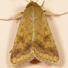 Helicoverpa zea