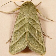 Chloridea virescens