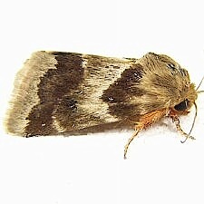 Schinia lynx