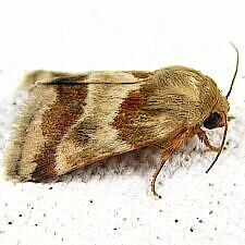 Schinia lynx