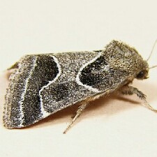 Schinia rivulosa