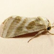 Schinia trifascia