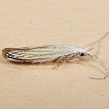 Coleophora tiliaefoliella