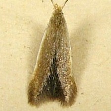 Coleophora limosipennella