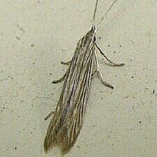 Coleophora cratipennella