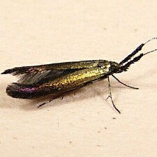 Scythris inornatella