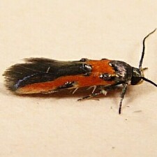 Euclemensia bassettella