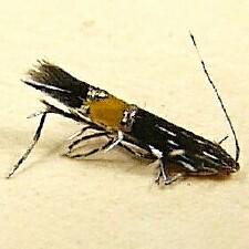 Cosmopterix clemensella