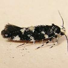 Eteobalea wyattella