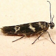 Scythris trivinctella