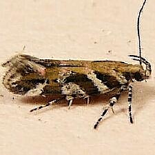 Aristotelia roseosuffusella