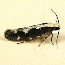 Agnippe prunifoliella