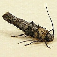 Agnippe biscolorella