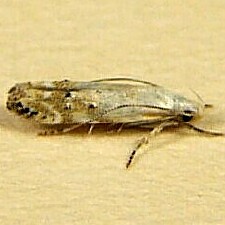 Coleotechnites variiella