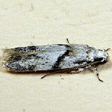 Arogalea cristifasciella