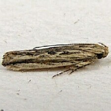 Symmetrischema striatella