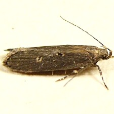 Chionodes discoocellella