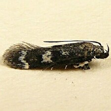 Fascista bimaculella