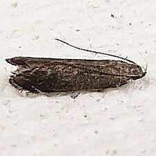 Untomia albistrigella