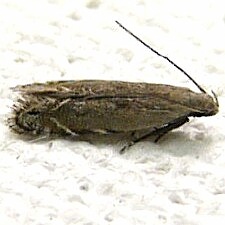 Battaristis concinnusella