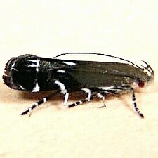 Anacampsis levipedella