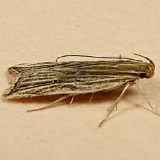 Helcystogramma hystricella