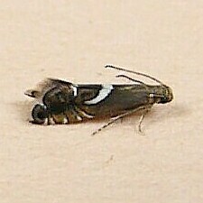 Diploschizia impigritella