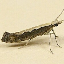 Plutella xylostella