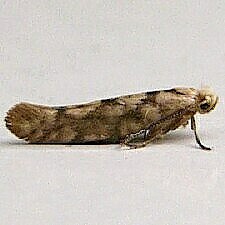 Argyresthia alternatella