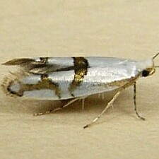 Argyresthia oreasella