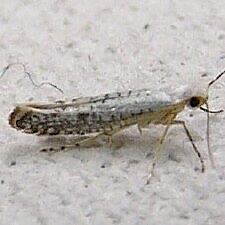 Argyresthia subreticulata