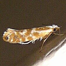 Argyresthia sp.