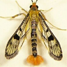 Synanthedon acerni