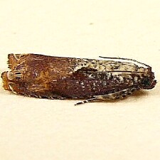 Episimus tyrius