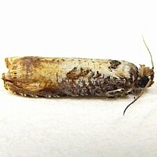 Episimus tyrius