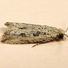 Bactra lancealana