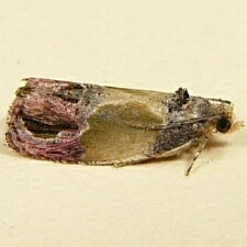 Eumarozia malachitana