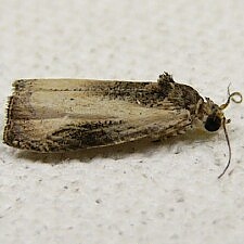 Olethreutes mysteriana