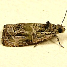 Olethreutes permundana