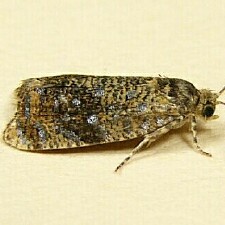 Olethreutes astrologana