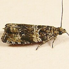 Celypha cespitana