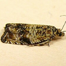 Celypha cespitana