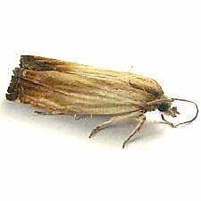 Eucosma essexana