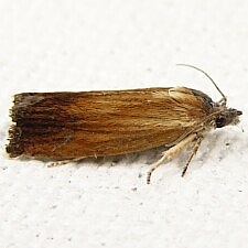 Eucosma umbrastriana