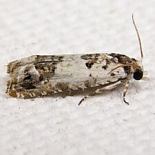 Eucosma ornatula