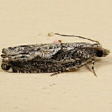 Catastega timidella