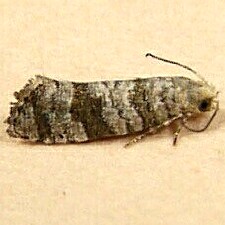 Corticivora clarki